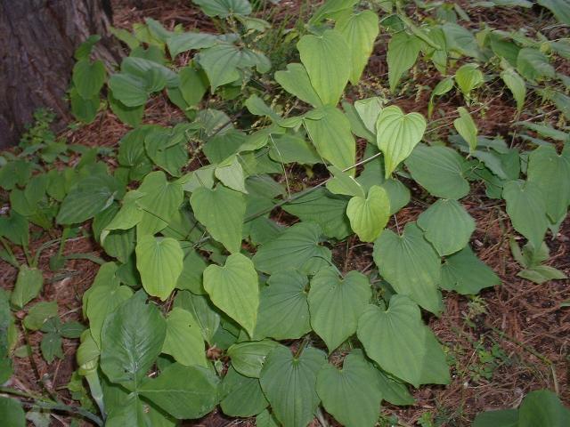 Dioscorea villosa
